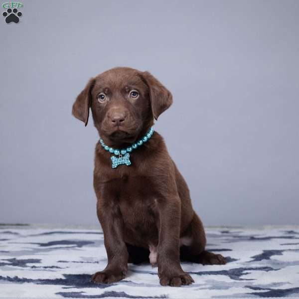 Oscar, Chocolate Labrador Retriever Puppy